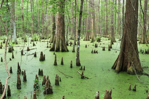 Explore Big Thicket National Preserve, a lush sanctuary in Texas offering hiking, bird-watching, and diverse wildlife experiences. Top places to go in Texas Big Thicket National Preserve is a biodiverse haven