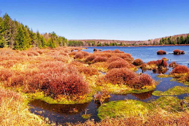 A tranquil view of Black Moshannon State Park, featuring a serene lake surrounded by lush greenery and vibrant autumn foliage, inviting outdoor exploration Best Locations to Visit in Pennsylvania