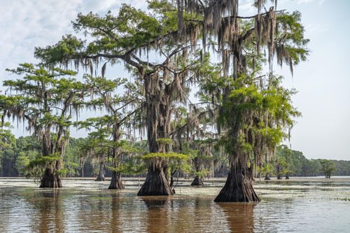 Caddo Lake, Texas: This serene lake, surrounded by cypress trees draped in Spanish moss, offers peaceful paddling and rich wildlife viewing. Best locations to explore in Texas Caddo Lake Texas-min