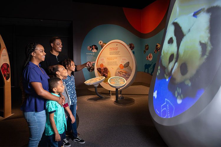 Explore the California Science Center in LA, featuring interactive exhibits, the Space Shuttle Endeavour, and engaging science experiences. California Science Center ideum-min