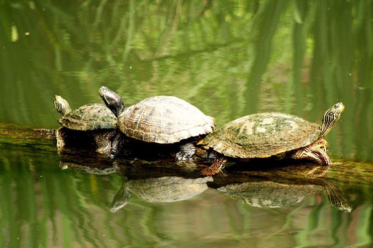 Visit Cameron Park Zoo: A family-friendly Waco destination featuring diverse wildlife exhibits, beautiful landscapes, and engaging educational programs. Attractions in Waco, Texas Cameron Park Zoo