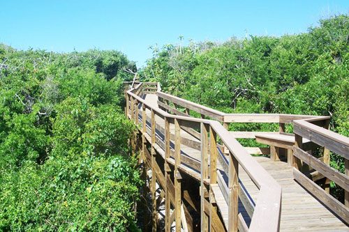 Explore Canaveral National Seashore: A pristine coastal haven in Florida offering unspoiled beaches, diverse wildlife, and scenic nature trails. Canaveral National Seashore Florida-min