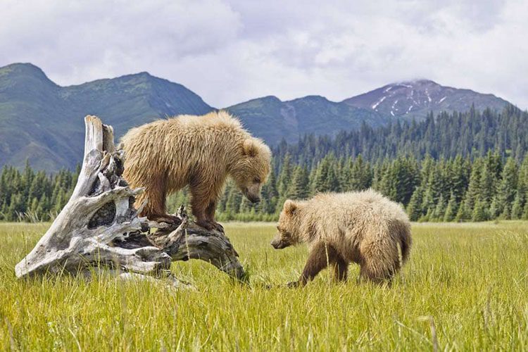 Discover Denali National Park: Home to North America’s tallest peak, stunning landscapes, and abundant Alaskan wildlife. Denali National Park and Preserve has North America’s highest mountain, Denali Top destinations to explore in Alaska