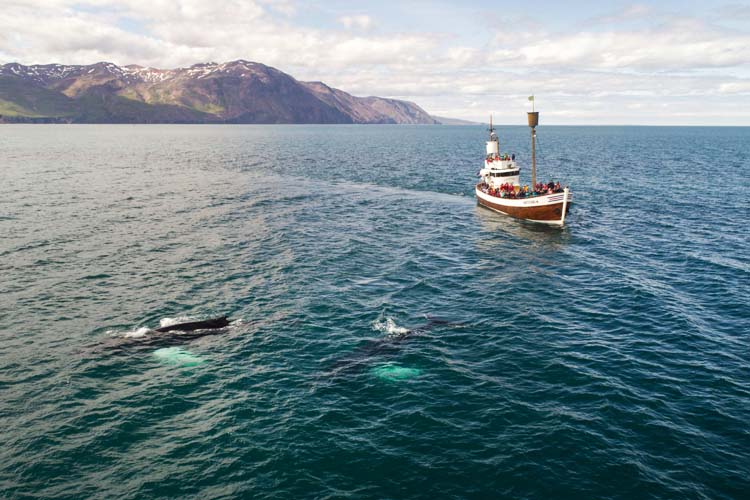 Embark on a dolphin and whale watching adventure, where you can witness magnificent marine life in their natural habitat along California's coast. Watch dolphins and whales along the beautiful California coast