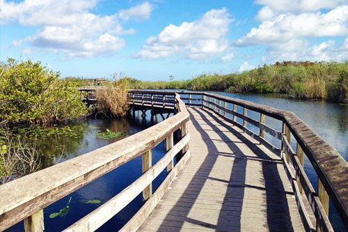 Explore Everglades National Park: A vast, unique ecosystem in Florida with diverse wildlife, scenic airboat tours, and breathtaking natural landscapes. Everglades National Park Florida-min