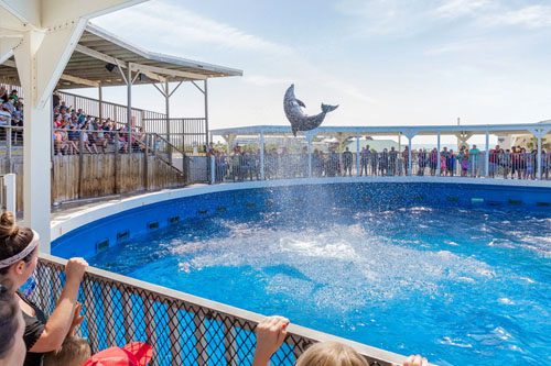 Discover marine life at Gulfarium Marine Adventure Park, where you enjoy interactive exhibits, thrilling animal encounters, and educational programs. Destin, Florida: Fun for kids and families Gulfarium Marine Adventure Park