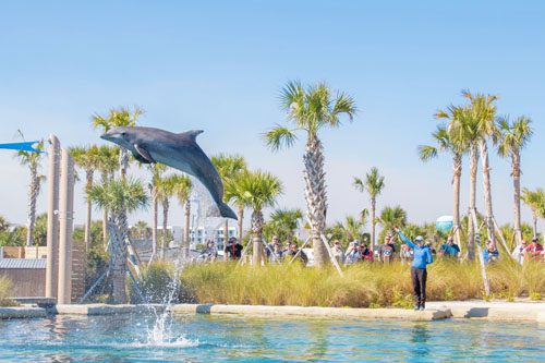 Discover marine life at Gulfarium Marine Adventure Park in Destin, Florida, featuring interactive exhibits, live shows, and hands-on encounters for all ages. Gulfarium Marine Adventure Park