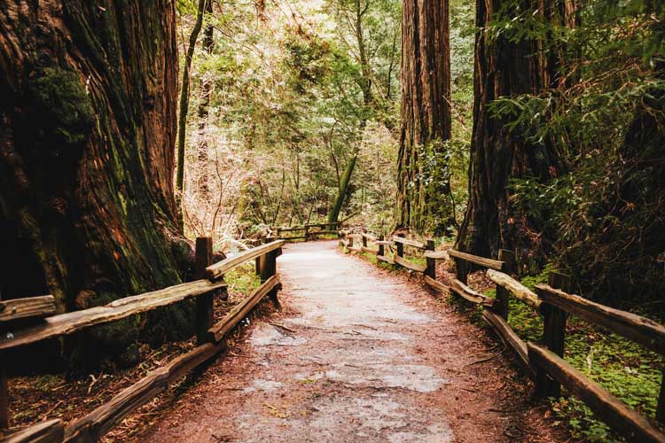 Experience hiking among the towering redwoods, where ancient trees, lush trails, and serene nature provide a breathtaking escape in California. majestic beauty of California’s redwood forests