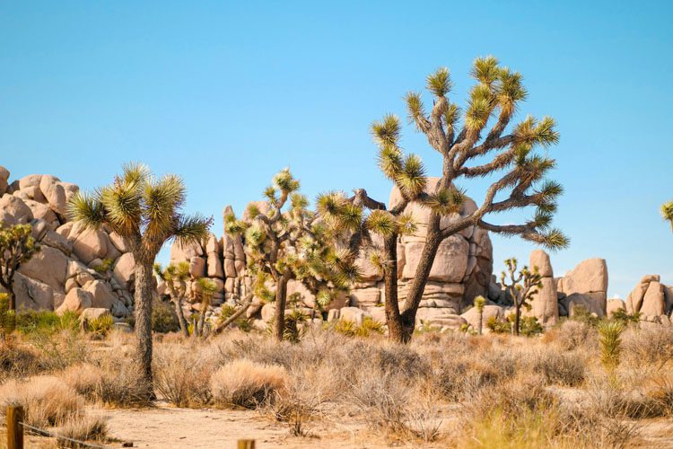 Discover the unique landscapes of Joshua Tree National Park, featuring iconic Joshua trees, striking rock formations, and stunning desert sunsets. Joshua Tree National Park is a desert wonderland California's Finest Travel Destinations