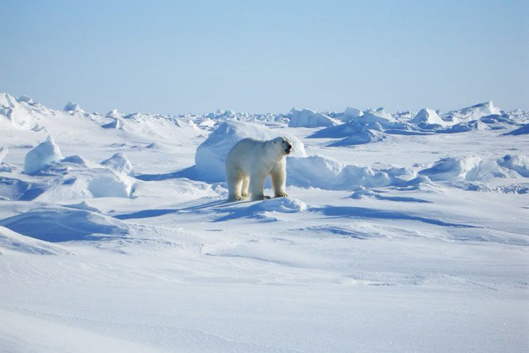 Visit Kaktovik, Alaska: An Arctic village known for its polar bear viewing, unique Inupiat culture, and scenic coastal landscapes. northernmost towns in the U.S., Kaktovik Best locations to explore in Alaska