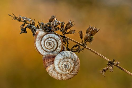 Visit the Living Desert Zoo and Gardens in Palm Desert, California, featuring desert wildlife, beautiful gardens, and family-friendly attractions. Living Desert Zoo & Gardens-min