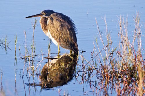 Explore Merritt Island, Florida: Home to the Kennedy Space Center, beautiful parks, wildlife refuges, and stunning natural landscapes along the coast. Merritt Island-min