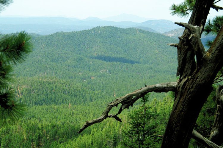 Mogollon Rim offers stunning forested views, dramatic cliffs, and scenic overlooks—ideal for hiking, camping, and experiencing Arizona's natural beauty. Mogollon Rim is a scenic escarpment in Arizona