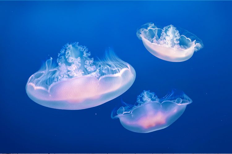 Explore the Monterey Bay Aquarium, a premier marine research facility showcasing diverse ocean life and interactive exhibits for a captivating experience. wonders of the ocean at the Monterey Bay Aquarium California Family Activities and Kid-Friendly Attractions