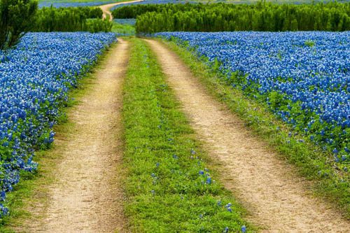 Muleshoe Bend Recreation Area in Texas offers scenic lakeside views, hiking trails, and great spots for camping and water activities. Muleshoe Bend Recreation Area-min