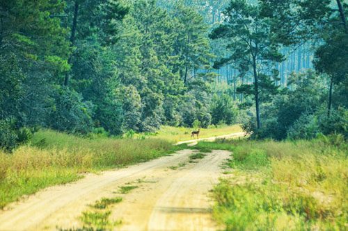 Explore Ocala National Forest: A beautiful Florida destination featuring hiking trails, lakes, and diverse wildlife in a serene natural setting. Ocala National Forest-min