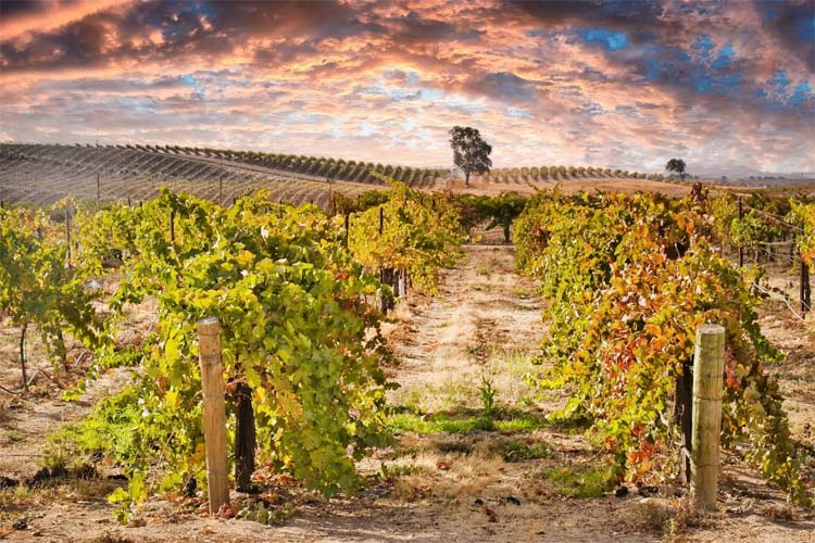 Experience Paso Robles, California's wine country, known for its vineyards, charming downtown, and scenic landscapes perfect for wine tasting and relaxation. Paso Robles is a wine lover’s paradise