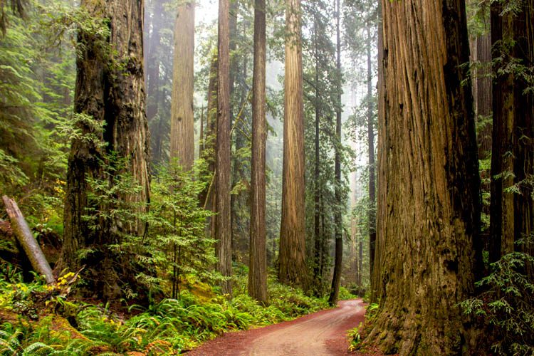 Discover Redwood National and State Parks, where towering redwoods, lush landscapes, and scenic trails await nature lovers and outdoor adventurers. Towering giants of Redwood National and State Parks Best Attractions to Visit in California