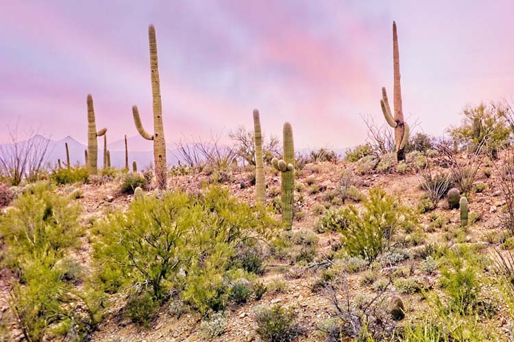 Explore Saguaro National Park, home to iconic cacti and stunning desert landscapes, perfect for hiking and appreciating nature's beauty. Arizona's best travel destinations Saguaro National Park, home to the iconic saguaro cactus