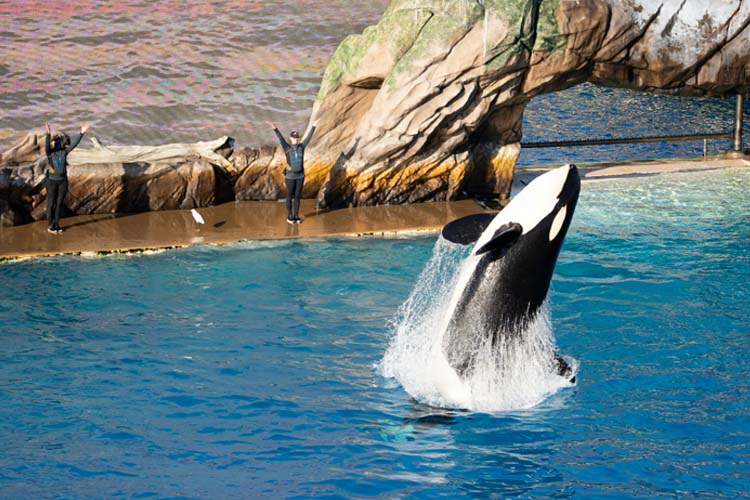 Experience SeaWorld San Diego, where marine life meets thrilling rides and educational exhibits for a day of adventure and discovery. SeaWorld San Diego soly moses pexels-min Kid-Friendly Experiences in California