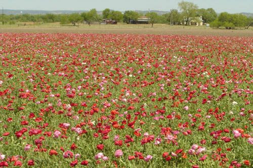 Visit Wildseed Farms, a vibrant floral paradise in Texas, showcasing beautiful wildflowers and offering a delightful experience for nature lovers. Wildseed Farms in Fredericksburg is the largest wildflower farm in the U.S