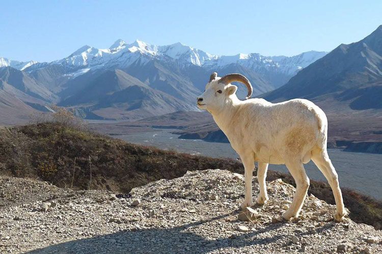 Wrangell-St. Elias National Park and Preserve Best locations to explore in Alaska Best places to visit in Alaska